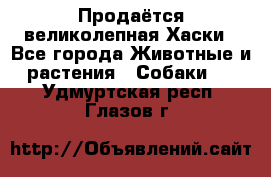 Продаётся великолепная Хаски - Все города Животные и растения » Собаки   . Удмуртская респ.,Глазов г.